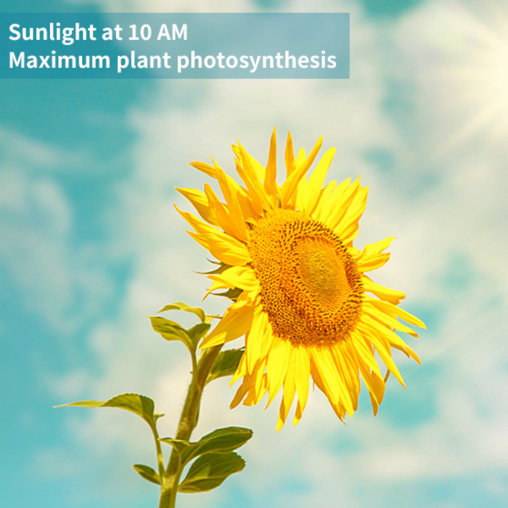 Solace Pendant Grow Light